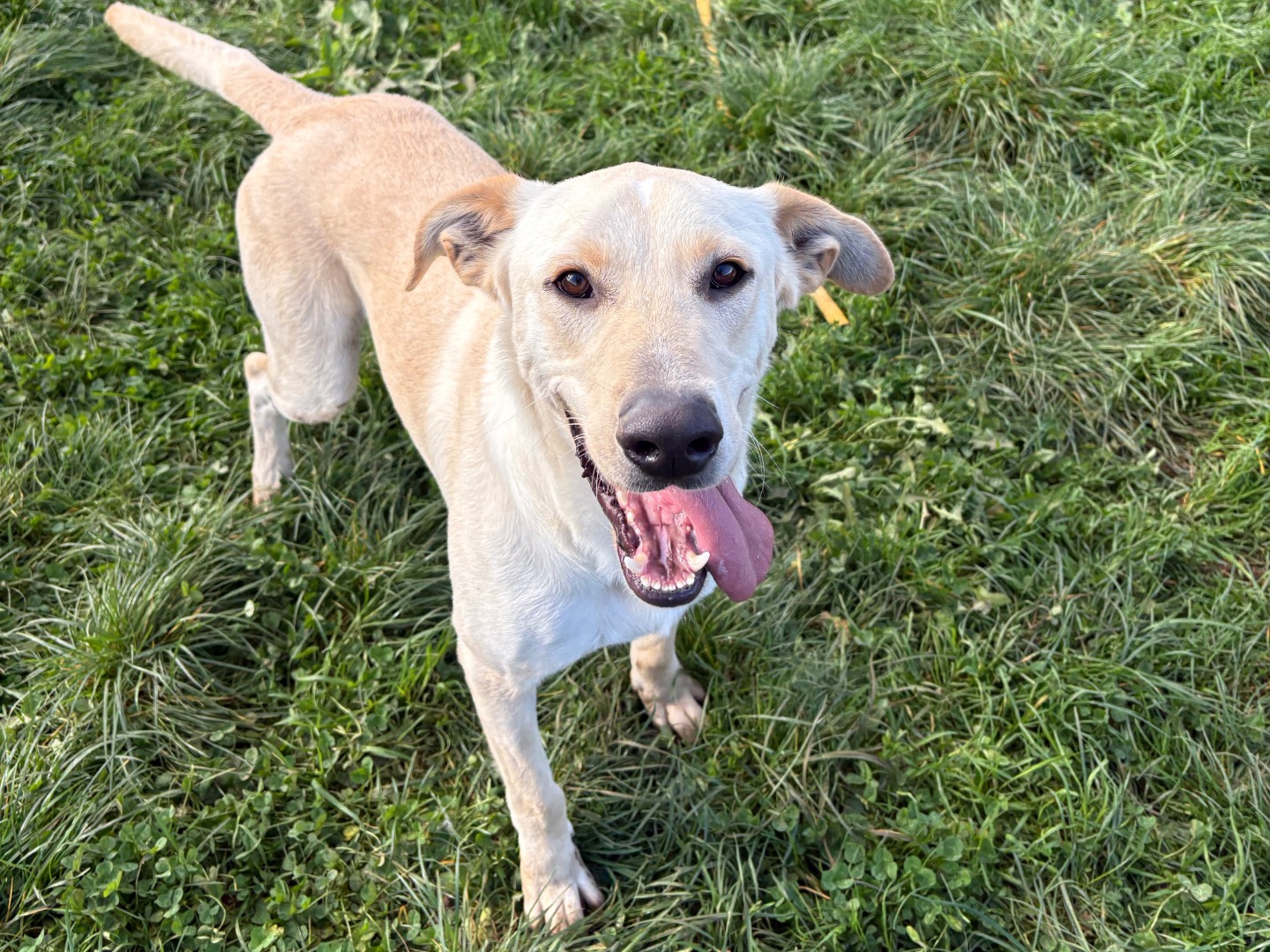 Adozione cane, maschio, Labrador Retriever Razza sconosciuta, 3 anni e 11 mesi, taglia media contenuta, Frosinone