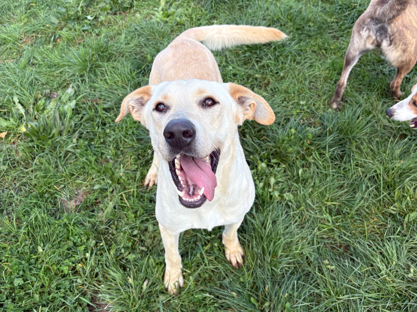 Adotta un cane, maschio, 3 anni e 11 mesi, Frosinone