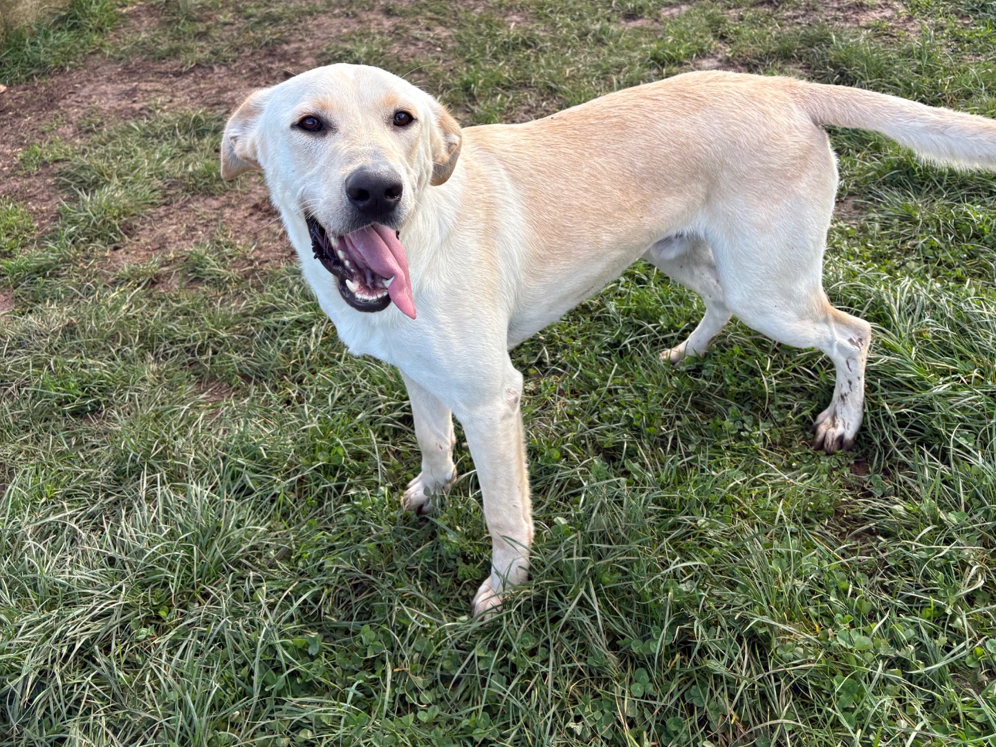 Adotta un cane, taglia media contenuta, maschio, Frosinone