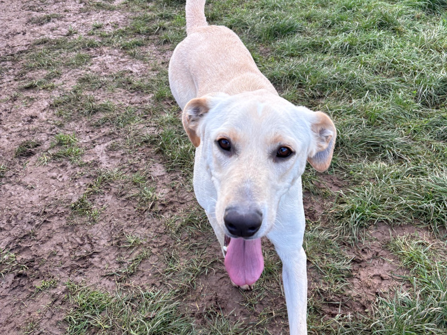 Vuoi adottare un cane a Frosinone?