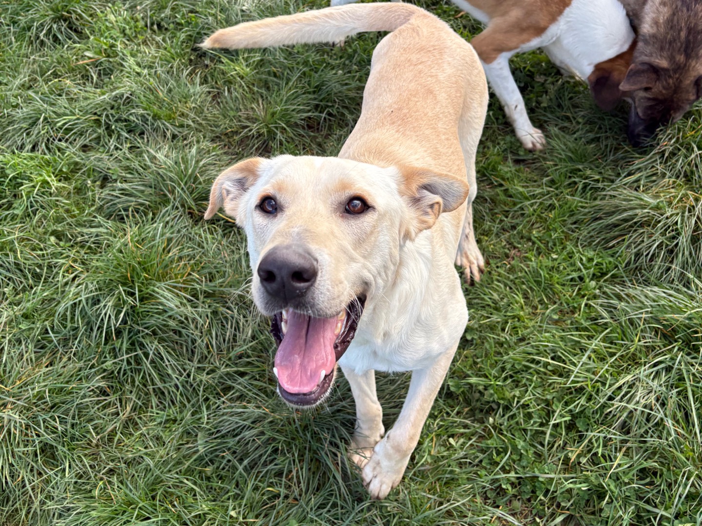 Adotta il cane Ciro a Frosinone