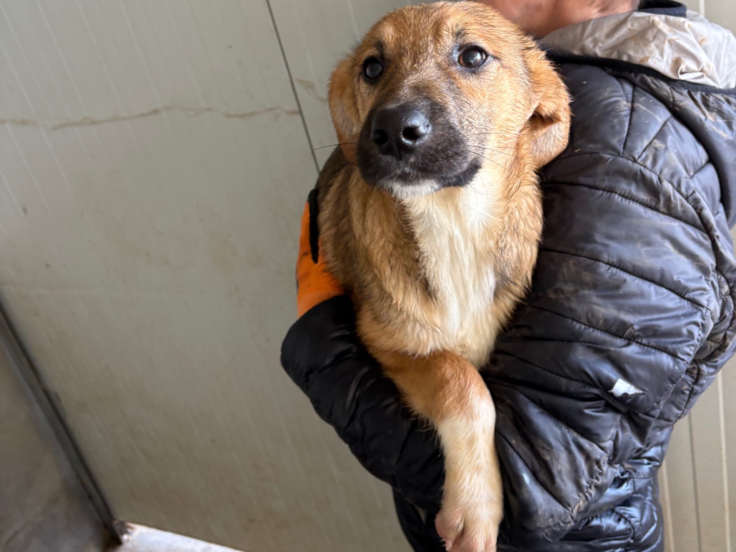 Adozione cane, maschio, Razza sconosciuta Razza sconosciuta, 4 mesi, taglia media, Frosinone