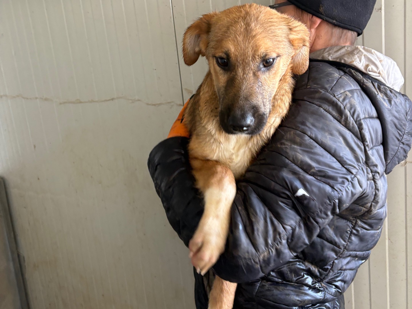 Adotta un cane, maschio, 4 mesi, Frosinone