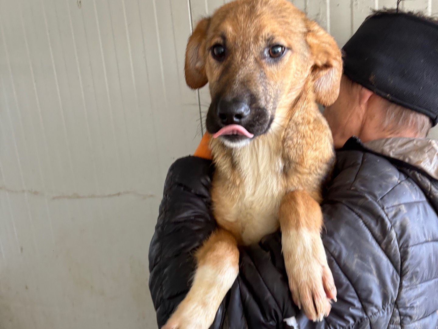 Adotta un cane, taglia media, maschio, Frosinone