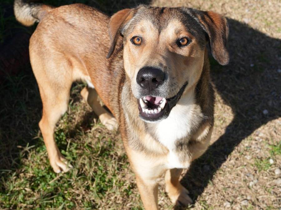 Adozione cane, maschio, Razza sconosciuta Razza sconosciuta, 2 anni, taglia grande, Lodi