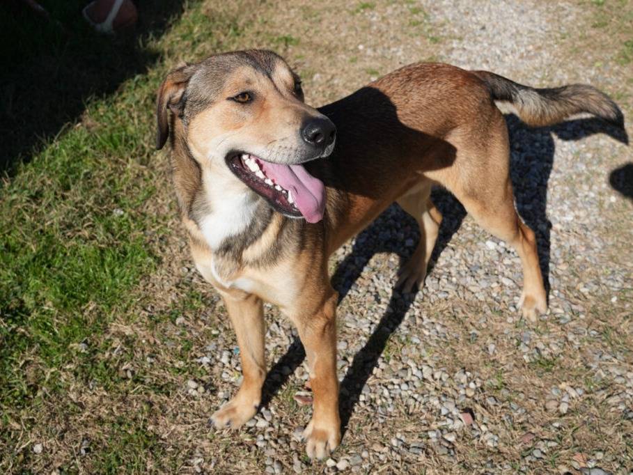 Adotta un cane, maschio, 2 anni, Lodi