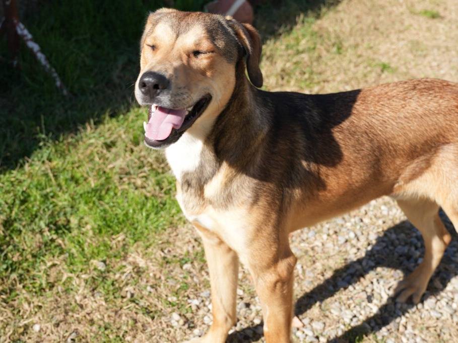 Adotta un cane, taglia grande, maschio, Lodi