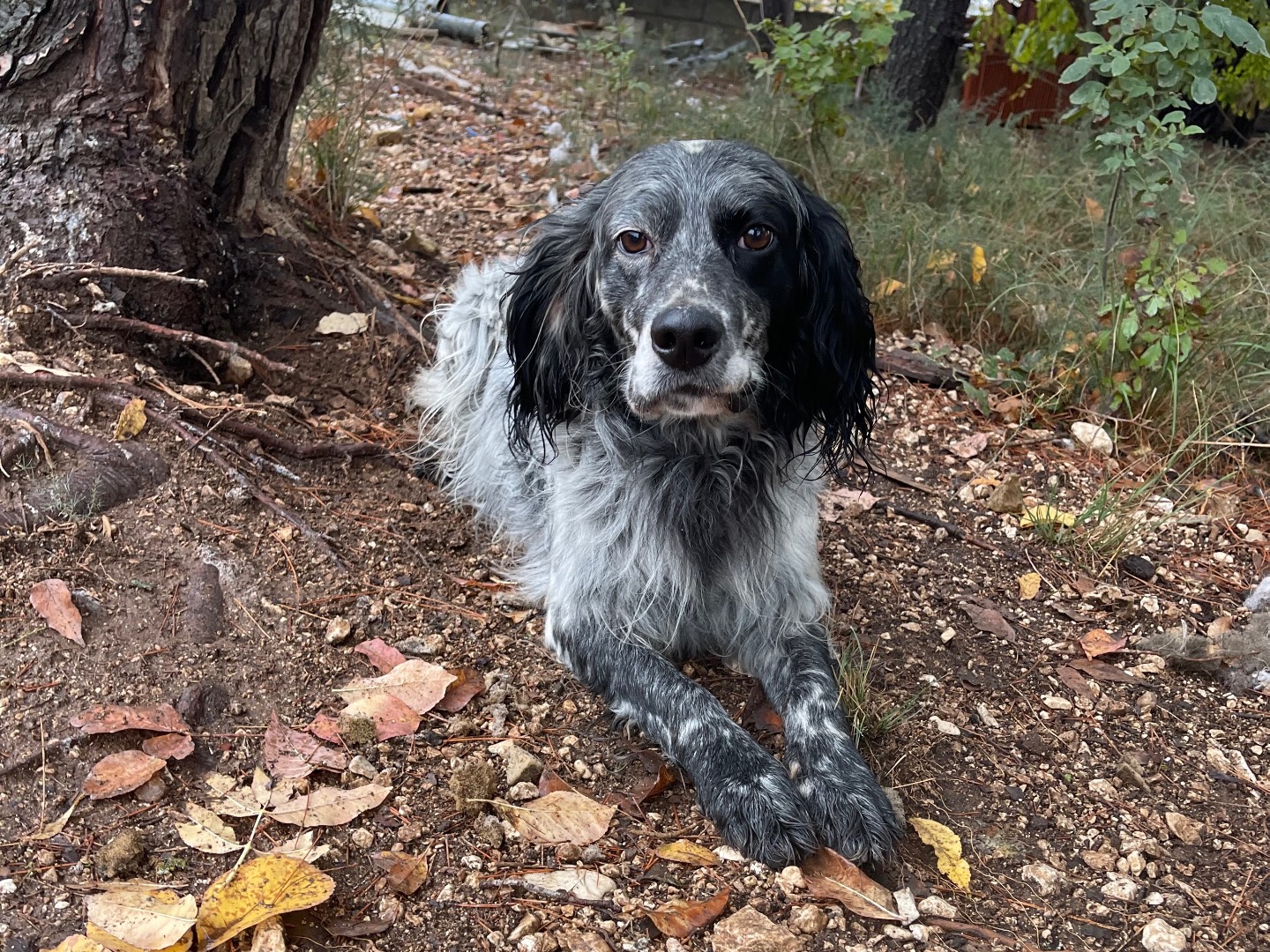 Adotta il cane Franklin a Laquila