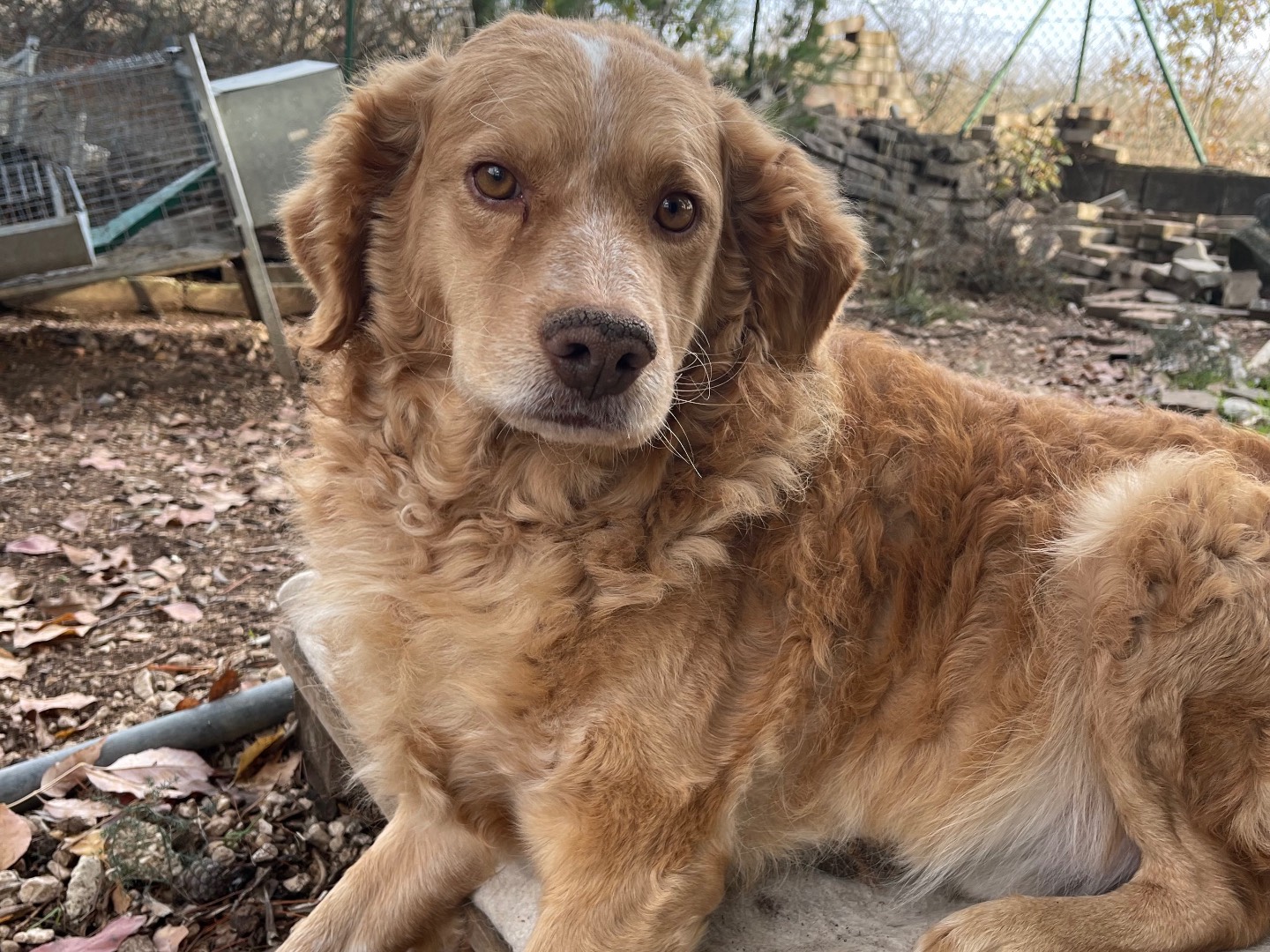 Adotta il cane Tobia a Laquila
