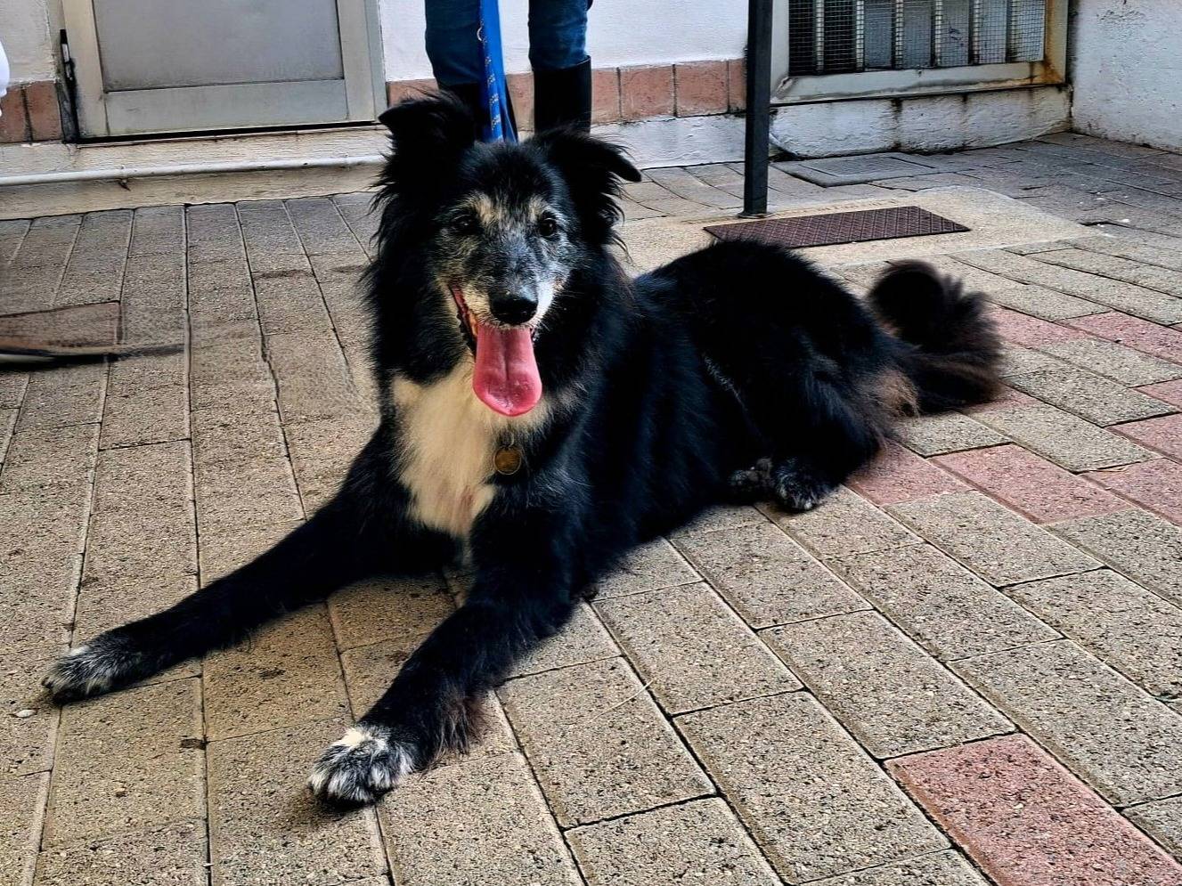 Adozione cane, maschio, Razza sconosciuta Razza sconosciuta, 8 anni e 4 mesi, taglia media, Milano