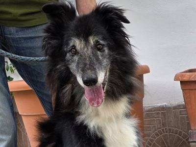 Adotta un cane, taglia media, maschio, Milano