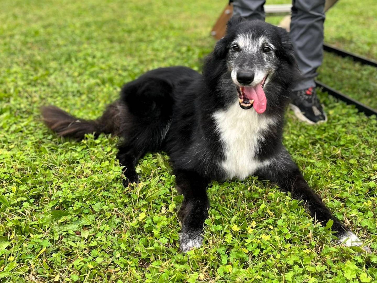 Vuoi adottare un cane a Milano?
