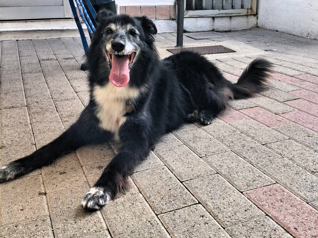 Adotta il cane RINGO a Milano