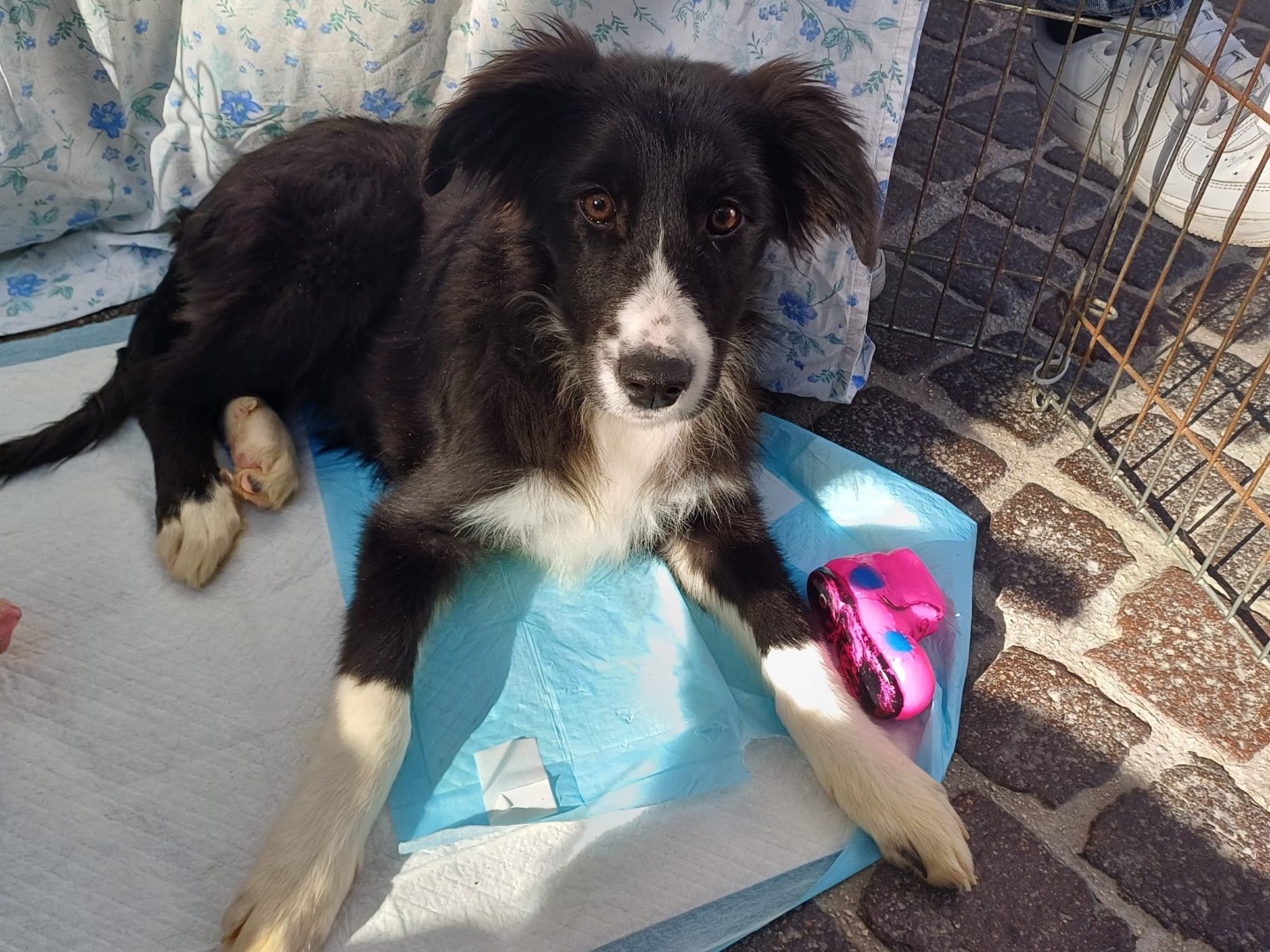 Adozione cane, femmina, Razza sconosciuta Razza sconosciuta, 5 mesi, taglia grande, Napoli