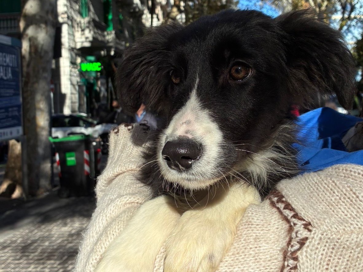 Adotta un cane, femmina, 5 mesi, Napoli