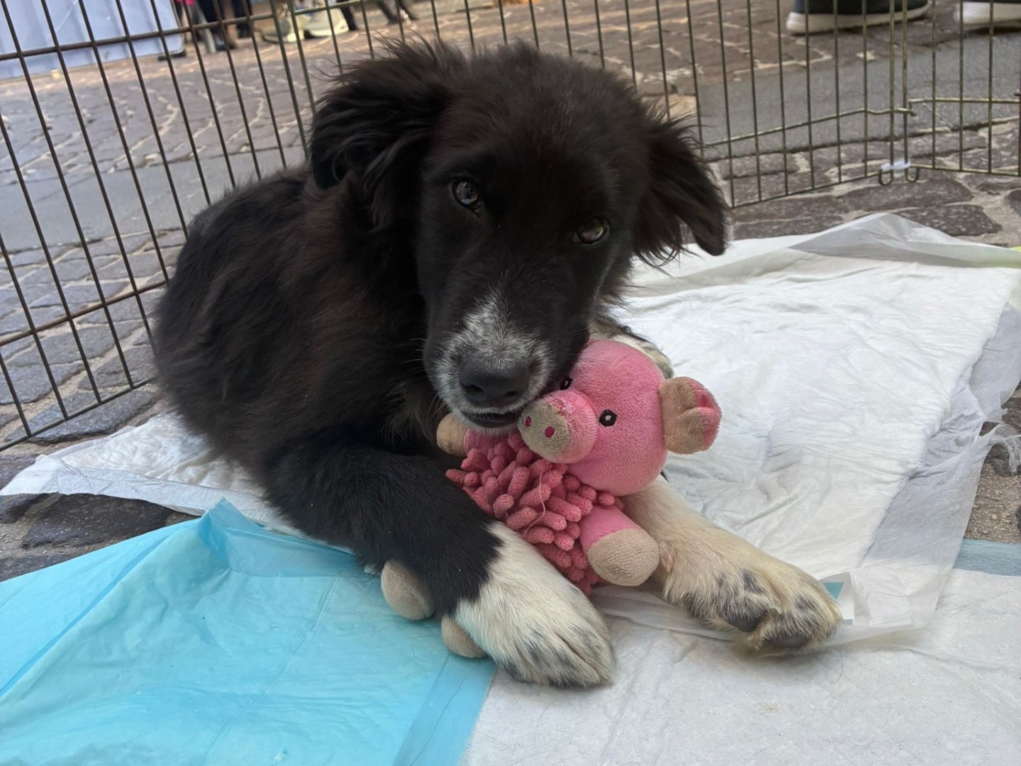 Adozione cane, maschio, Border Collie Razza sconosciuta, 5 mesi, taglia grande, Napoli