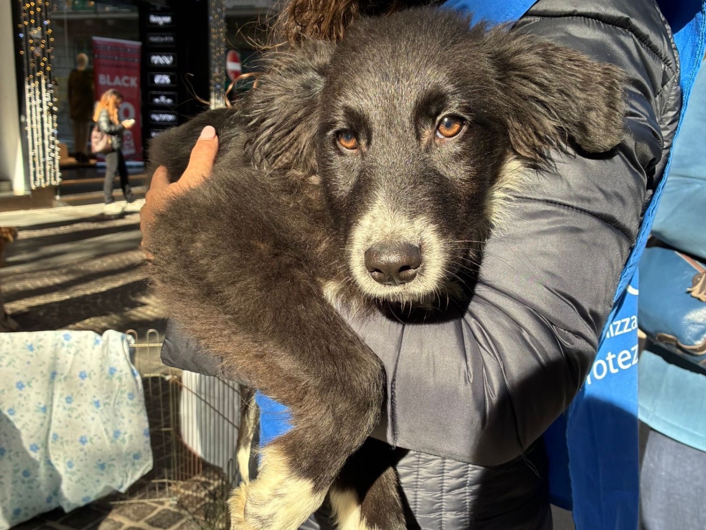 Adotta un cane, maschio, 5 mesi, Napoli
