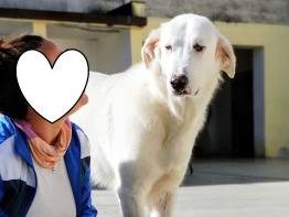 Adozione cane, maschio, Razza sconosciuta Razza sconosciuta, 1 anno, taglia grande, Taranto