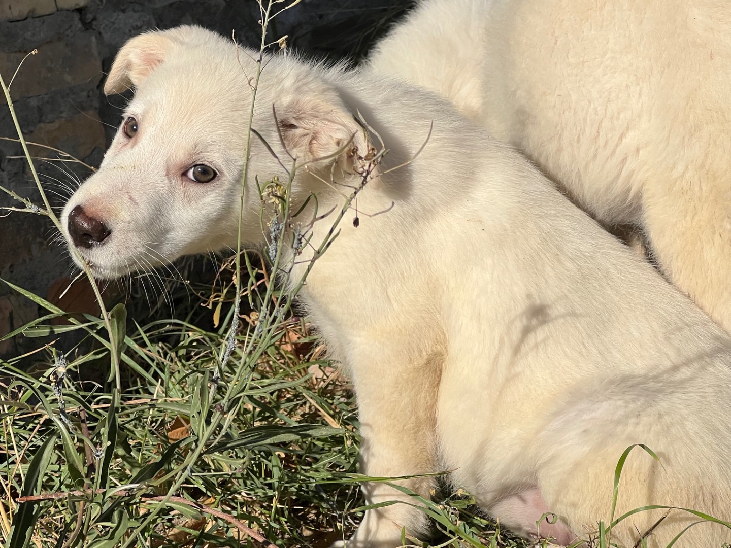 Adozione cane, femmina, Pastore maremmano Razza sconosciuta, 3 mesi, taglia grande, Roma