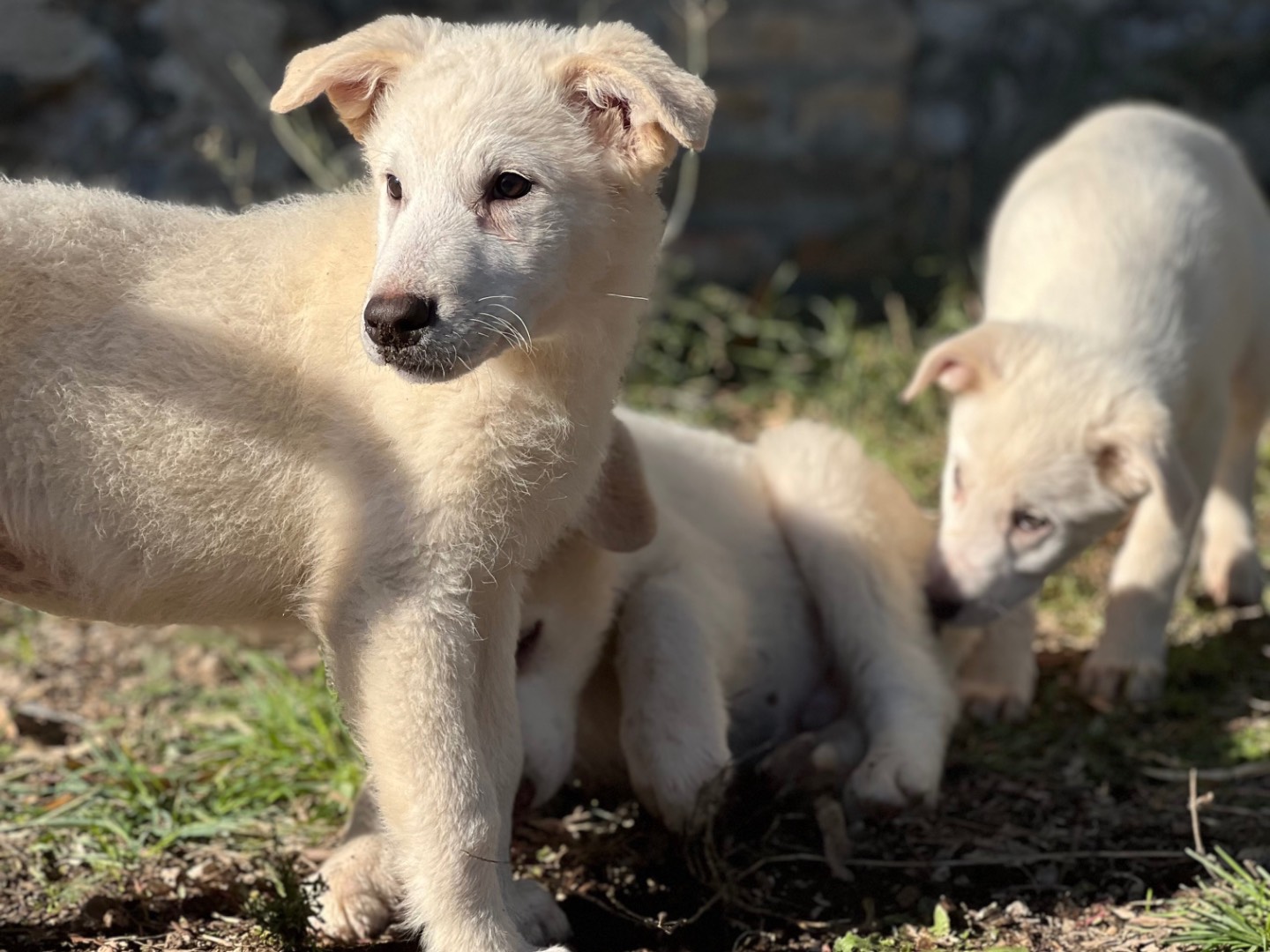 Adotta un cane, femmina, 3 mesi, Roma
