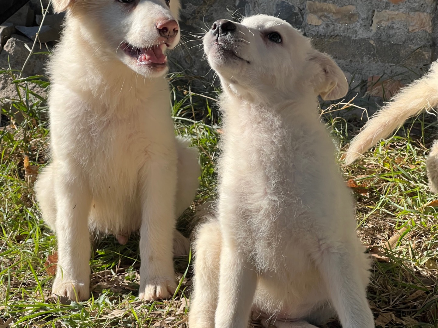 Adotta un cane, taglia grande, femmina, Roma