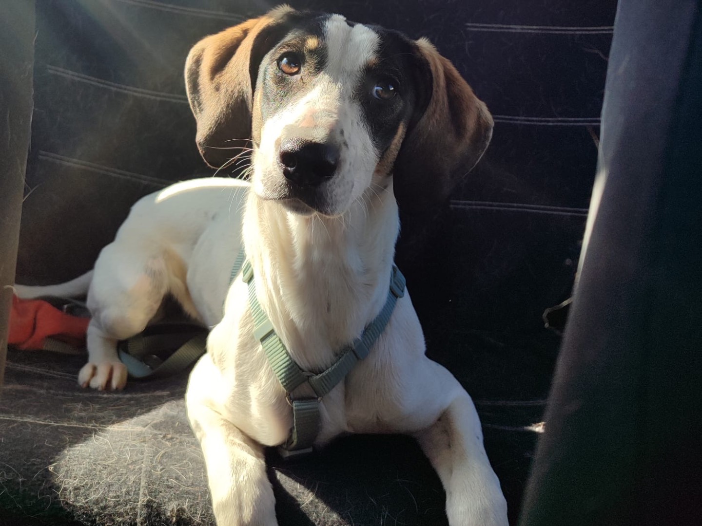 Adozione cane, femmina, Razza sconosciuta Razza sconosciuta, 1 anno e 4 mesi, taglia media contenuta, Milano