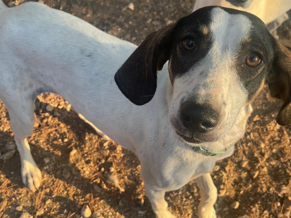 Adotta un cane, taglia media contenuta, femmina, Milano