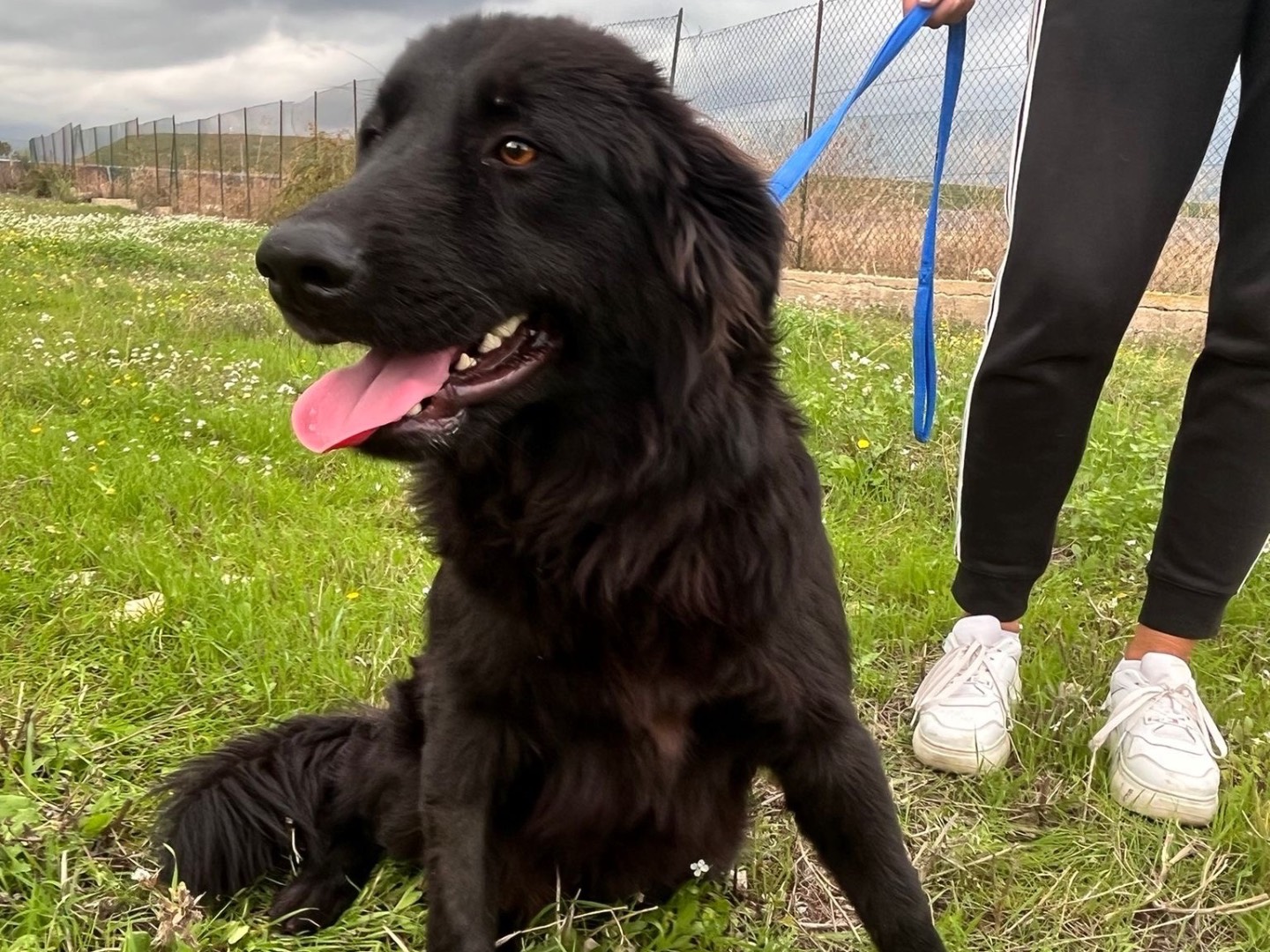Adozione cane, maschio, Razza sconosciuta Razza sconosciuta, 1 anno, taglia media, Siracusa