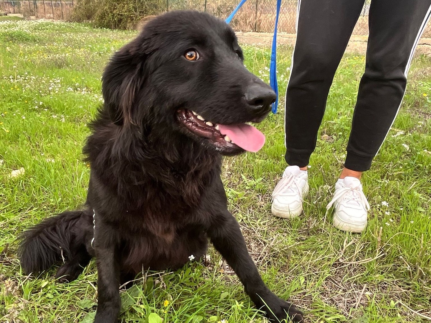 Adotta un cane, maschio, 1 anno, Siracusa