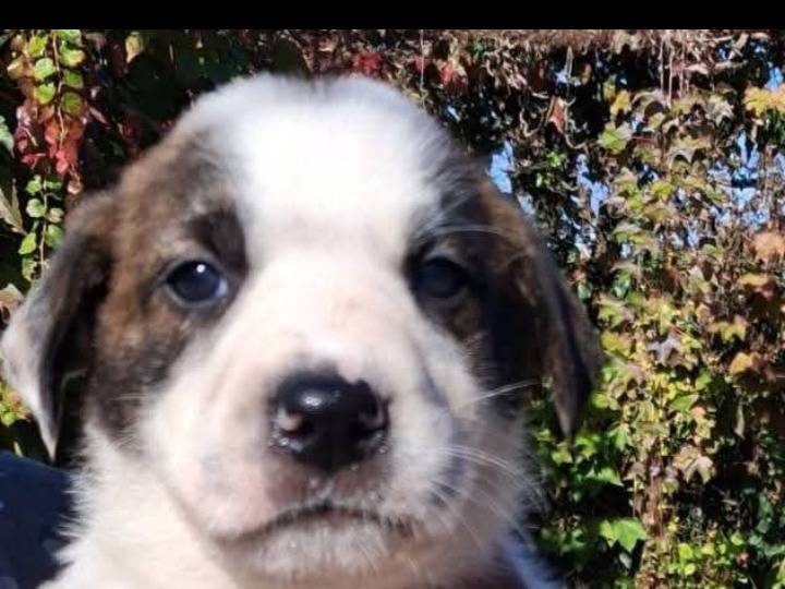 Adozione cane, femmina, Pastore maremmano Razza sconosciuta, 2 mesi, taglia grande, Siracusa