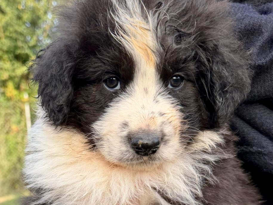 Adozione cane, maschio, Razza sconosciuta Razza sconosciuta, 1 mesi, taglia grande, Latina