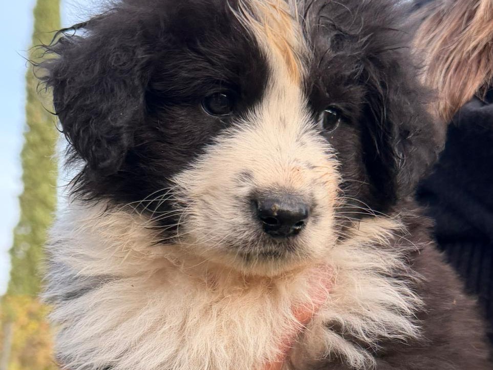 Adotta un cane, maschio, 1 mesi, Latina