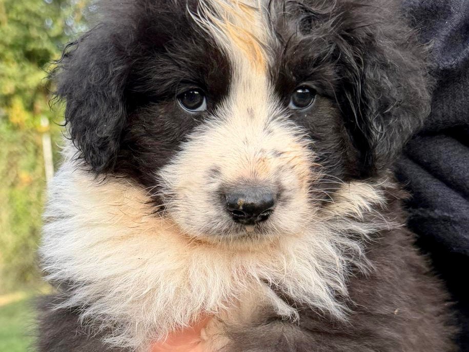 Adotta un cane, taglia grande, maschio, Latina