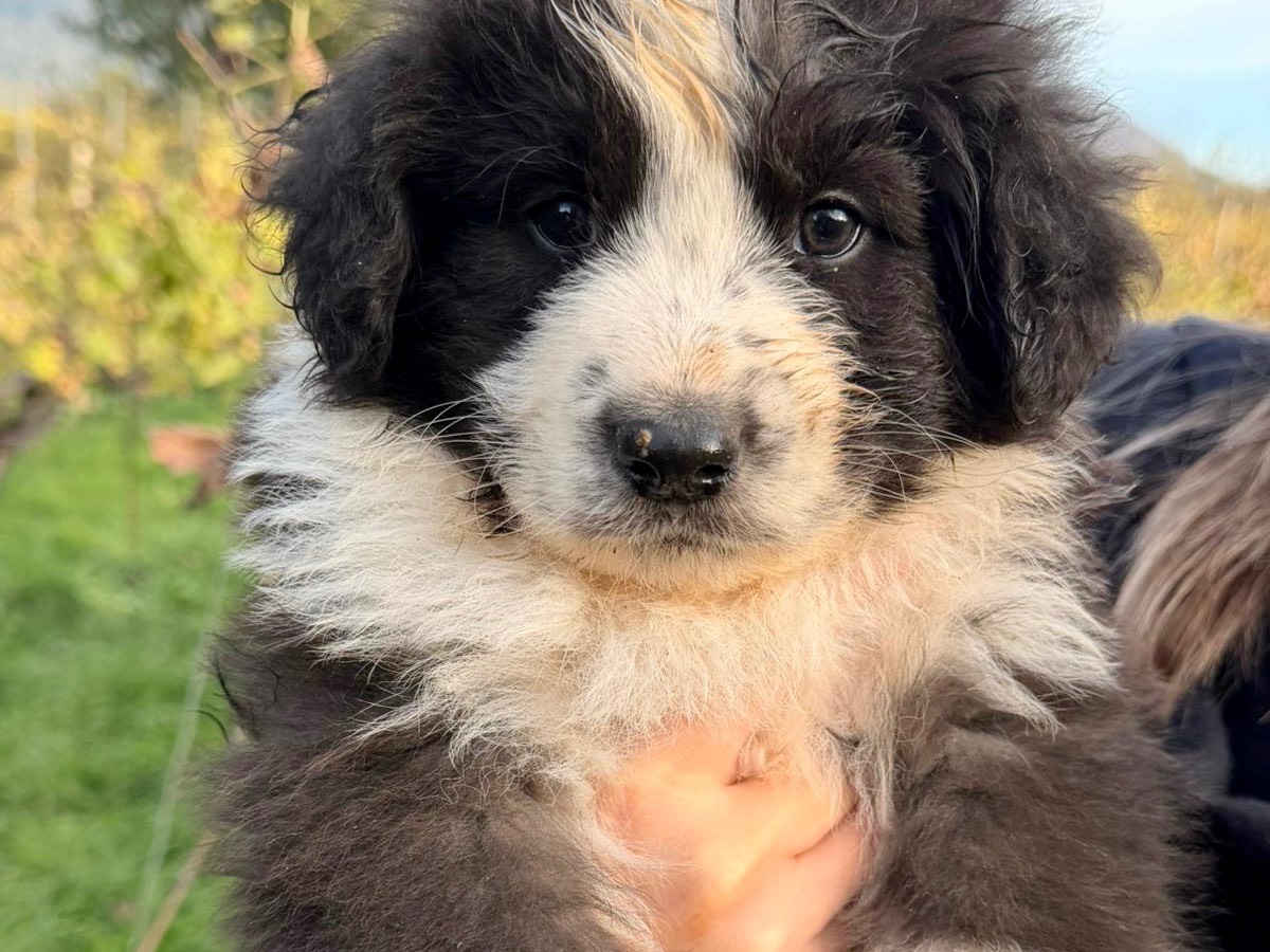 Vuoi adottare un cane a Latina?