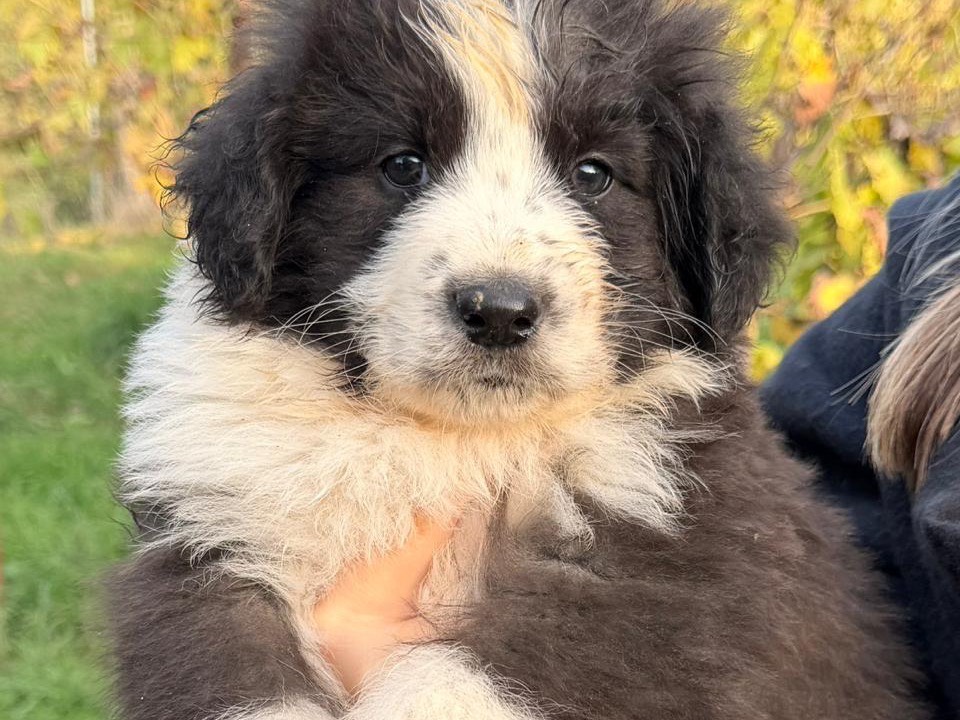 Adotta il cane Giunco a Latina