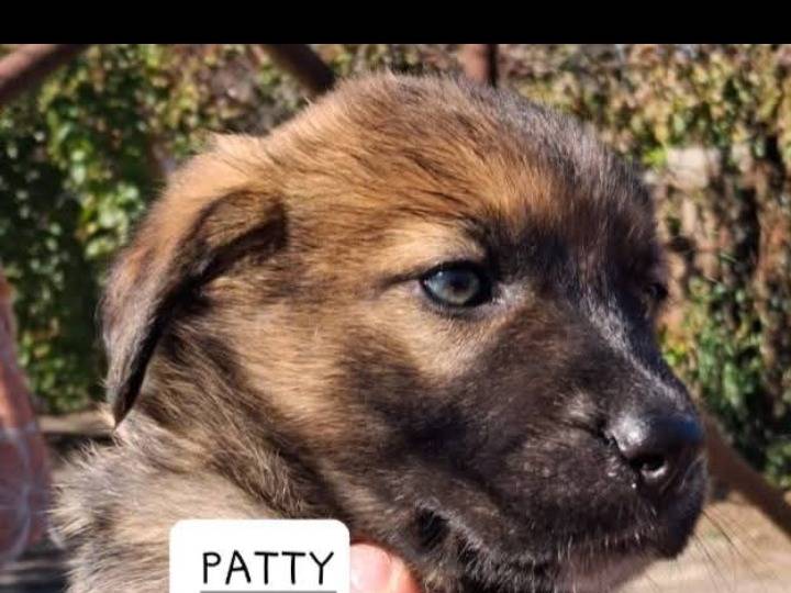 Adozione cane, femmina, Razza sconosciuta Razza sconosciuta, 2 mesi, taglia grande, Siracusa