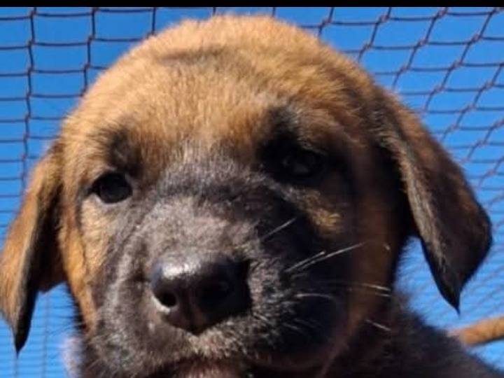 Adozione cane, maschio, Razza sconosciuta Razza sconosciuta, 2 mesi, taglia grande, Siracusa