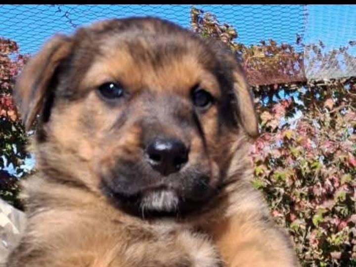 Adozione cane, maschio, Razza sconosciuta Razza sconosciuta, 2 mesi, taglia grande, Siracusa