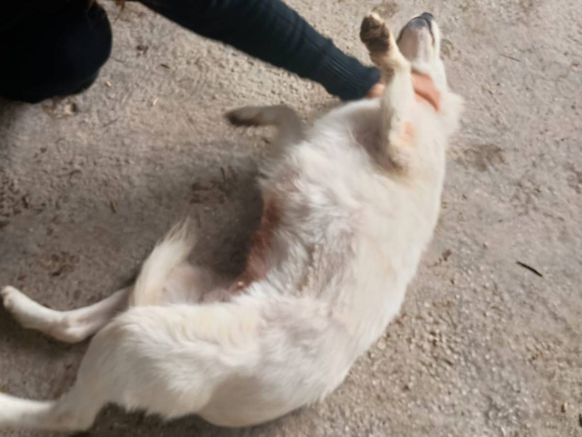 Vuoi adottare un cane a Caserta?