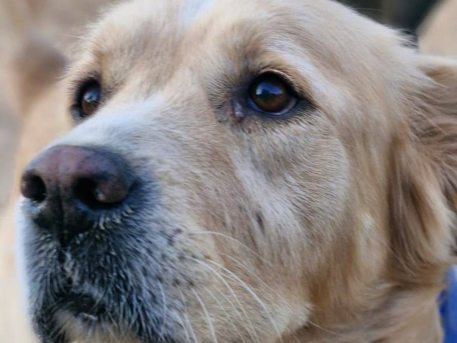 Adotta un cane, taglia media, maschio, Milano