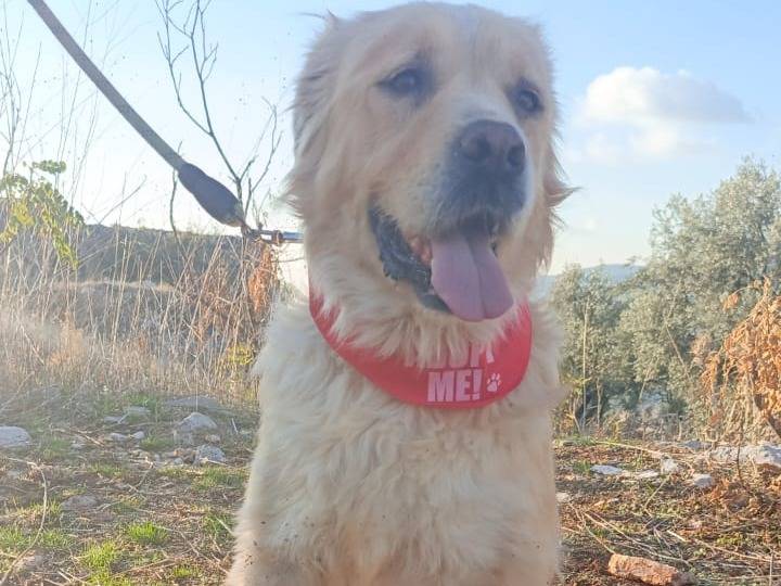 Vuoi adottare un cane a Milano?