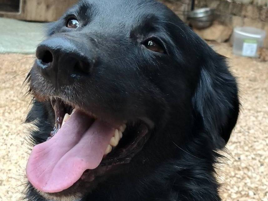 Adozione cane, maschio, Razza sconosciuta Razza sconosciuta, 1 anno e 9 mesi, taglia media, Bari