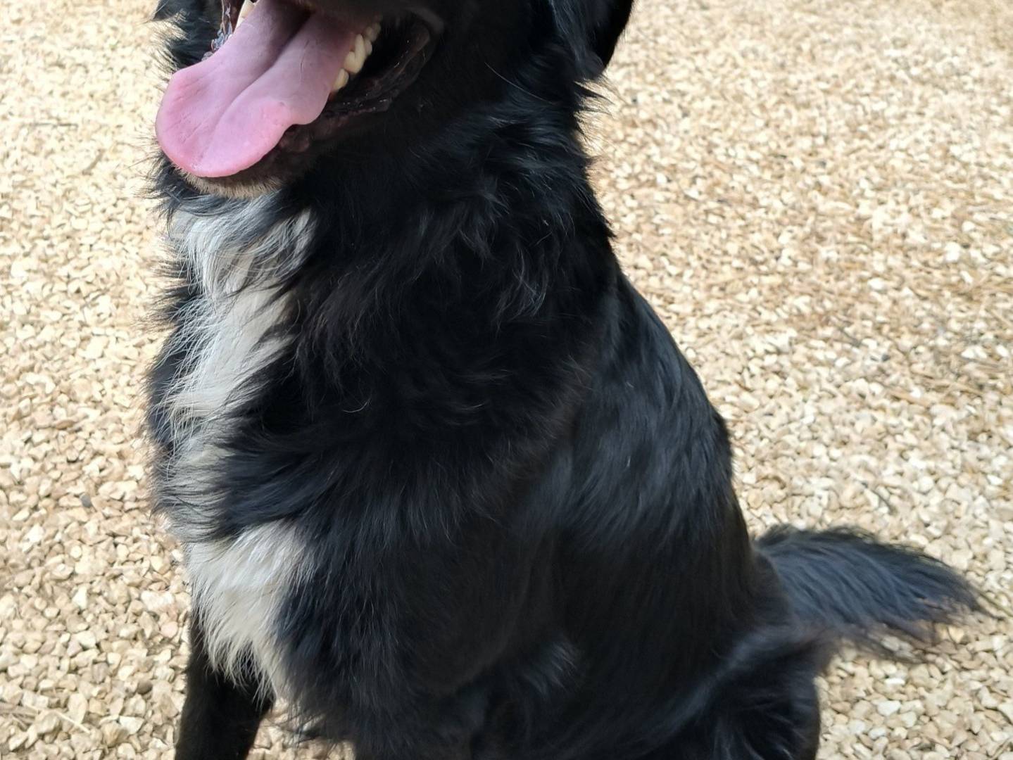 Adotta un cane, maschio, 1 anno e 9 mesi, Bari