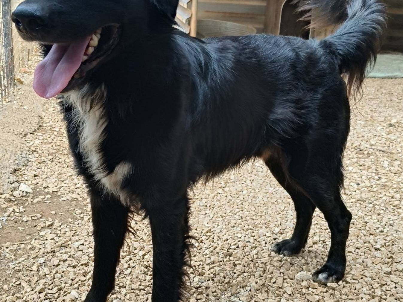 Adotta un cane, taglia media, maschio, Bari