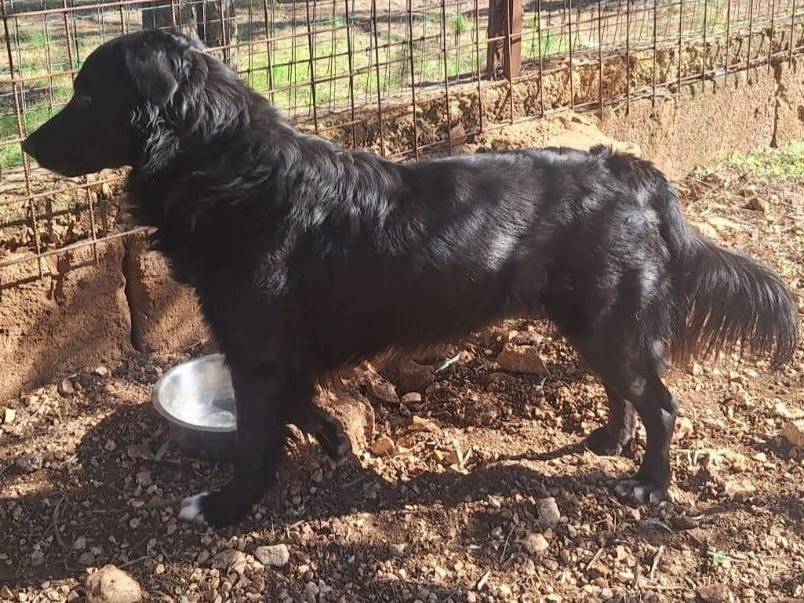 Vuoi adottare un cane a Bari?