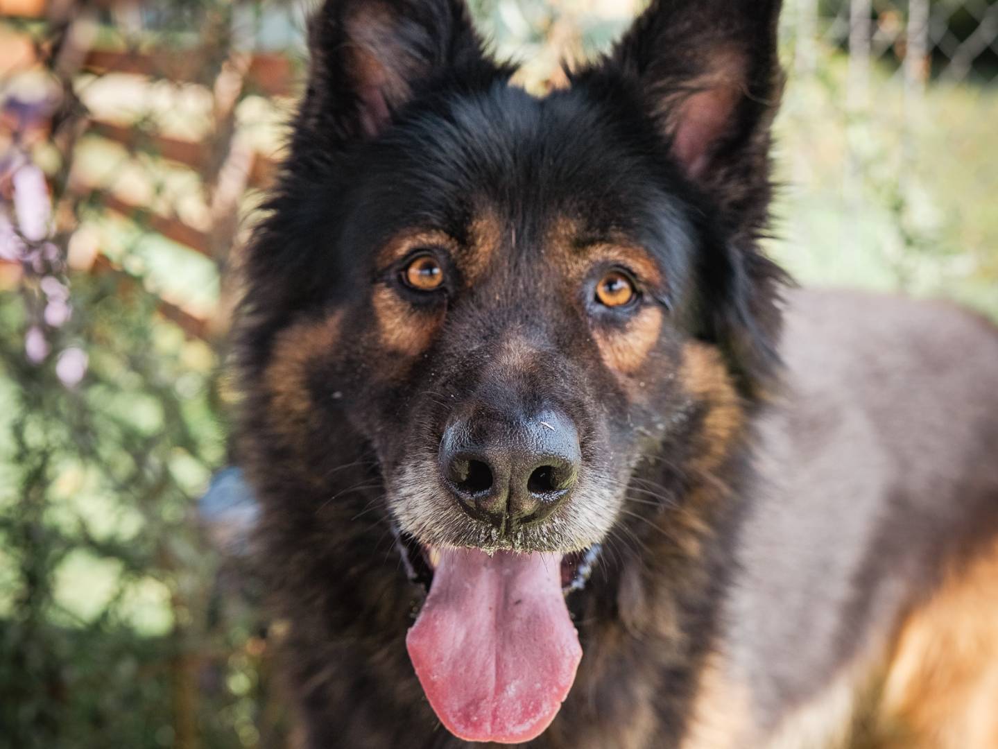 Adozione cane, maschio, Pastore tedesco Razza sconosciuta, 4 anni e 10 mesi, taglia gigante, Pisa