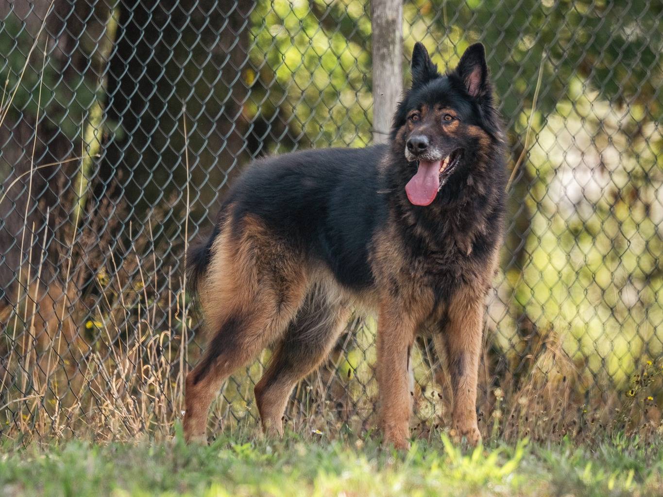 Adotta un cane, maschio, 4 anni e 10 mesi, Pisa