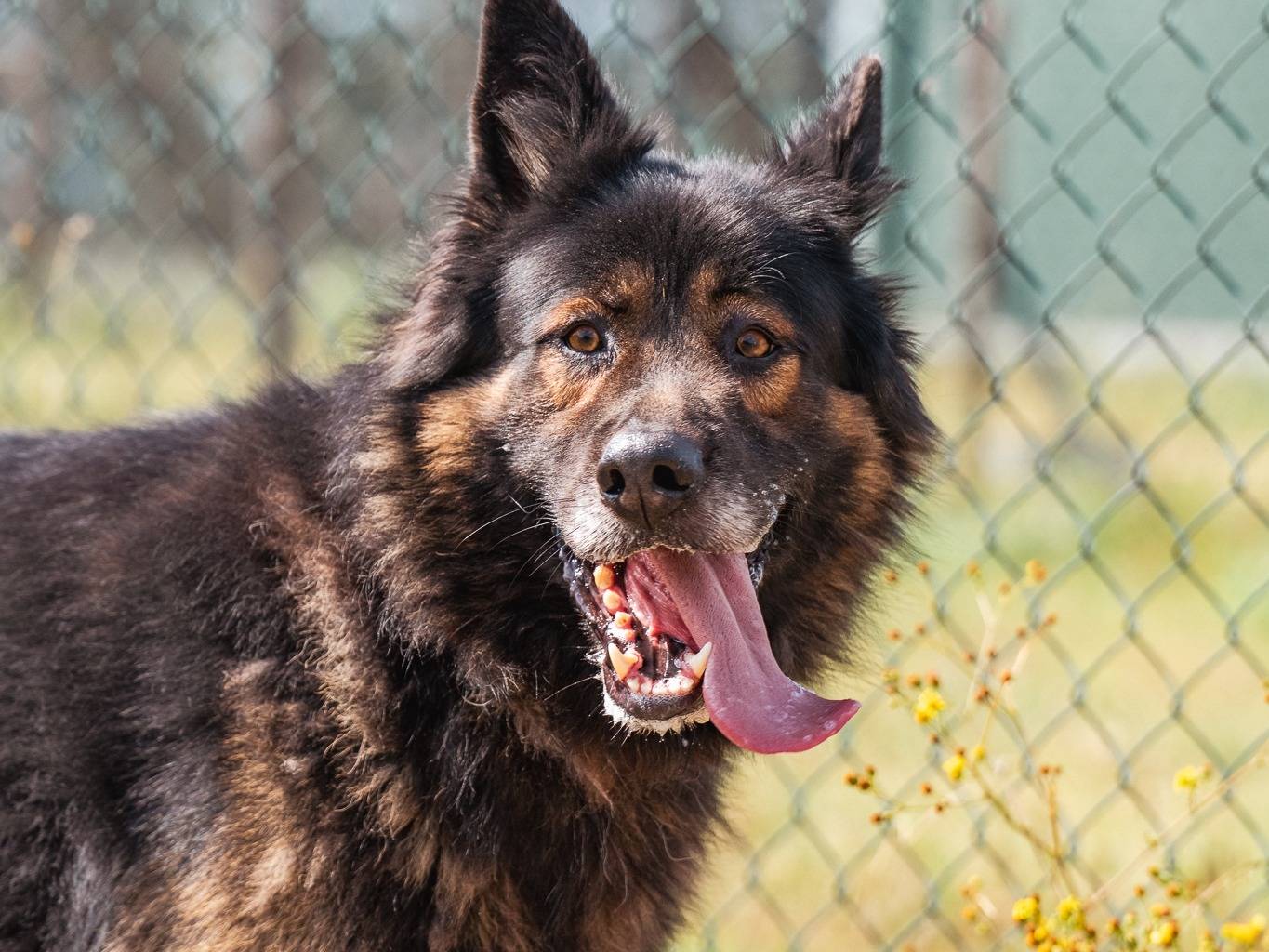 Adotta un cane, taglia gigante, maschio, Pisa