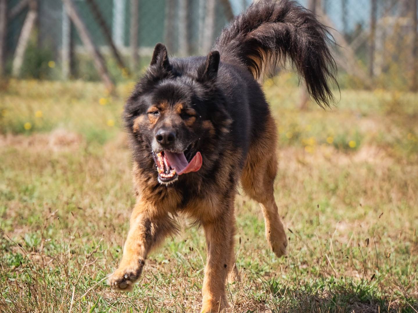 Vuoi adottare un cane a Pisa?