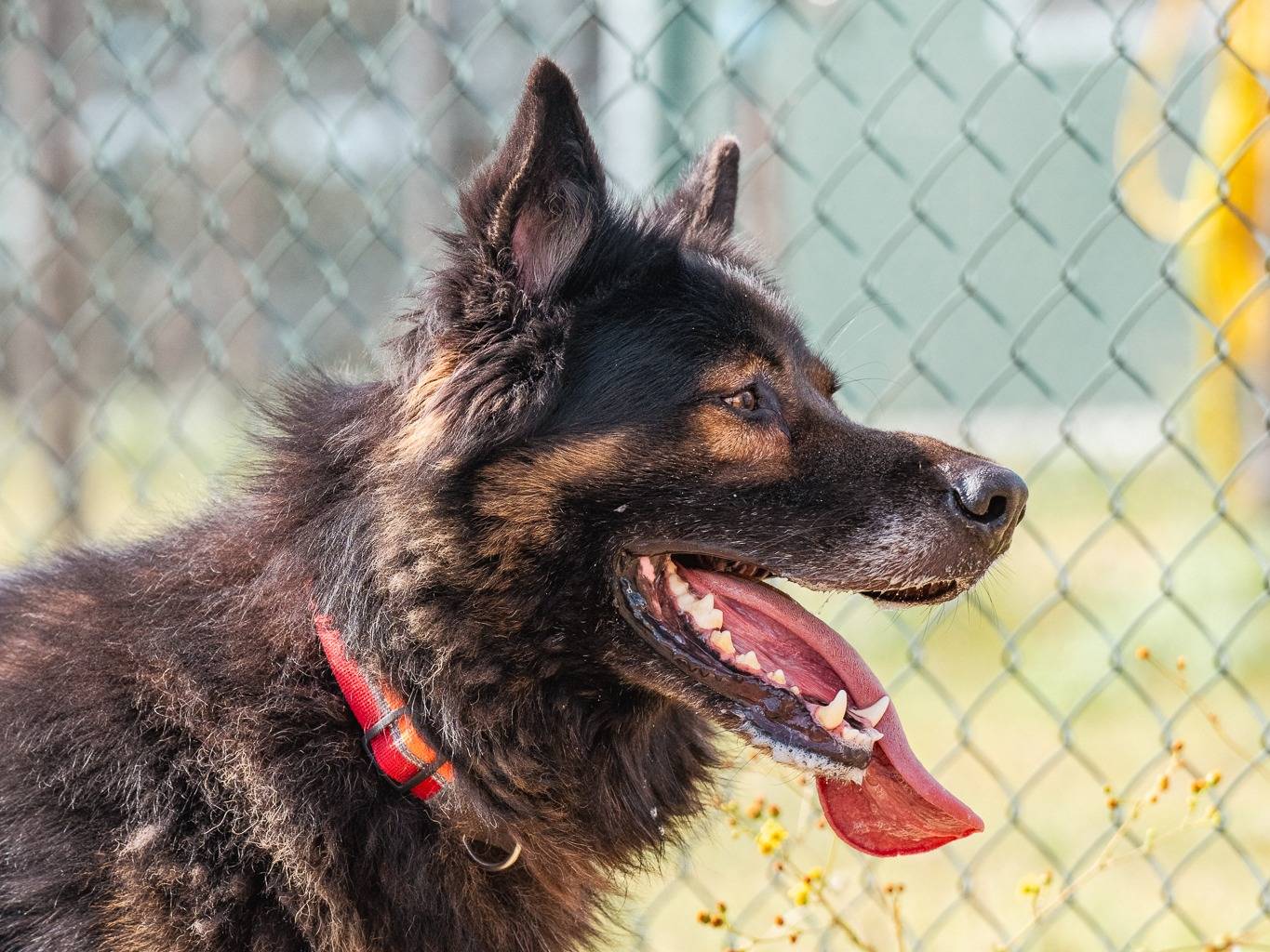 Adotta il cane Loki a Pisa